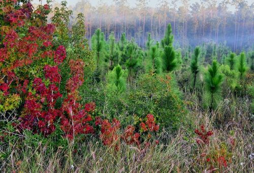 Sabine National Forest
